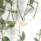 detail image2 Great Houseplants " Hoya lacunosa " by Joinflower Joinfolia