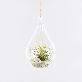full image Tillandsia Air Plants Hanging Teardrop glass Ionantha set by Joinflower Joinfolia