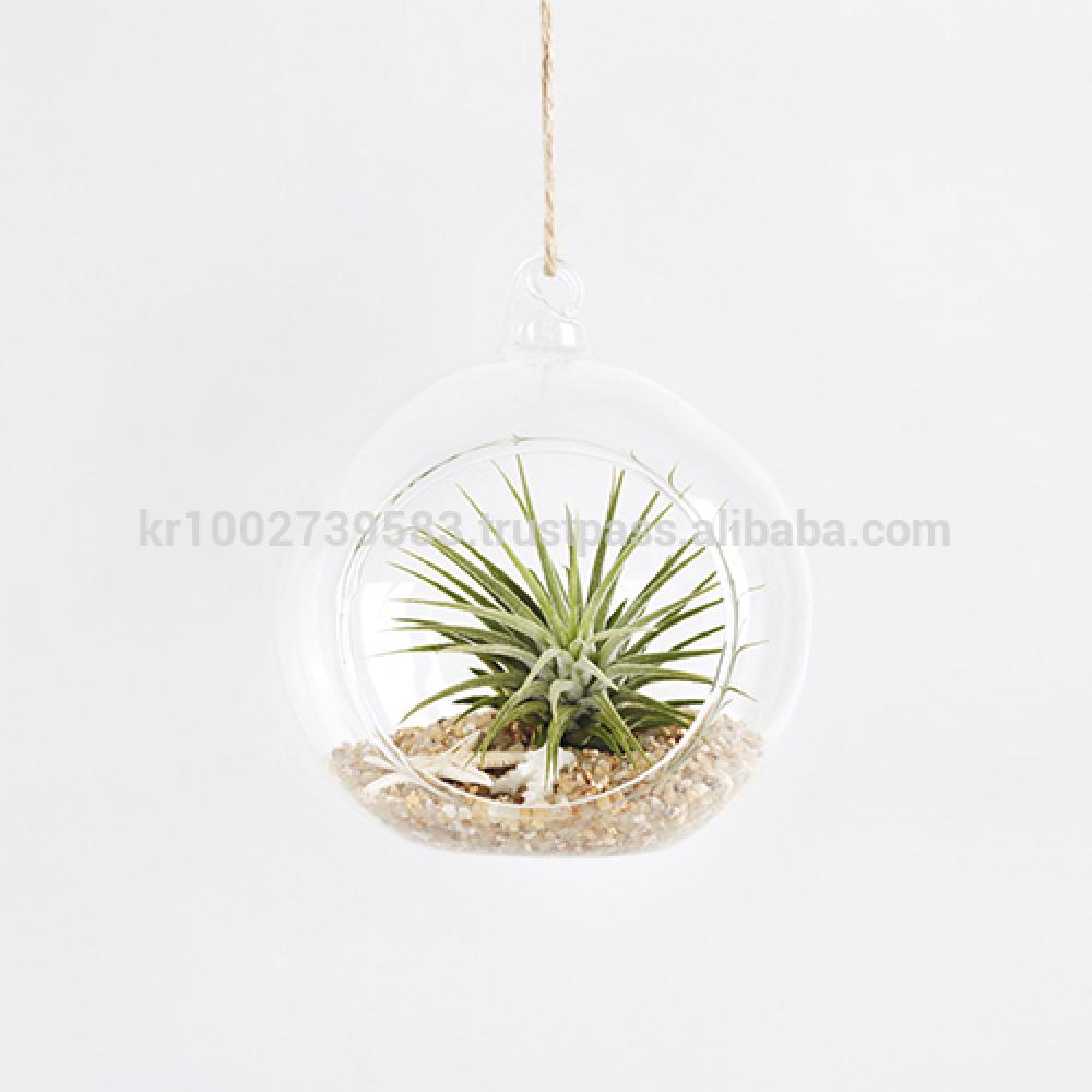 Air Plants Tillandsia DIY Terrarium Kit " Ionantha Mini Beach " by Joinflower Joinfolia
