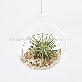detail image2 Air Plants Tillandsia DIY Terrarium Kit " Ionantha Mini Beach " by Joinflower Joinfolia