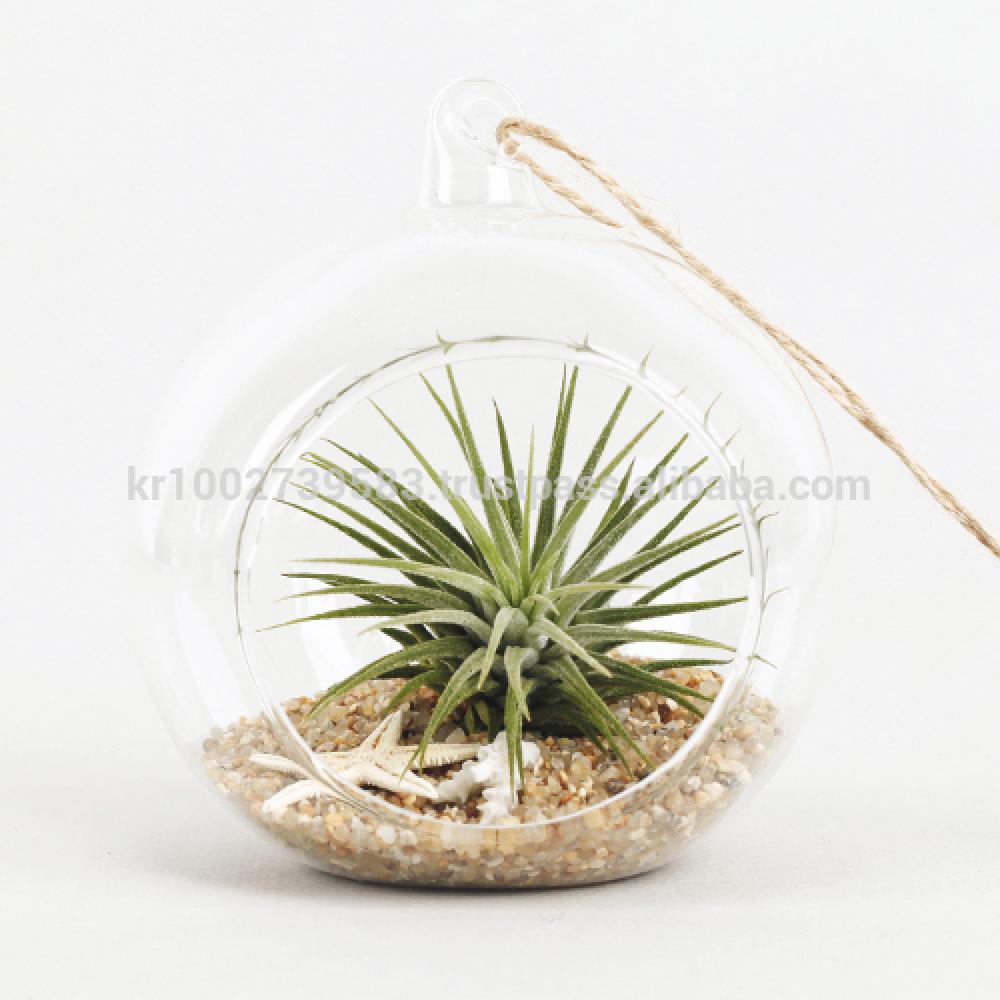 Air Plants Tillandsia DIY Terrarium Kit " Ionantha Mini Beach " by Joinflower Joinfolia