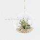 full image Air Plants Tillandsia DIY Terrarium Kit " Ionantha Mini Beach " by Joinflower Joinfolia