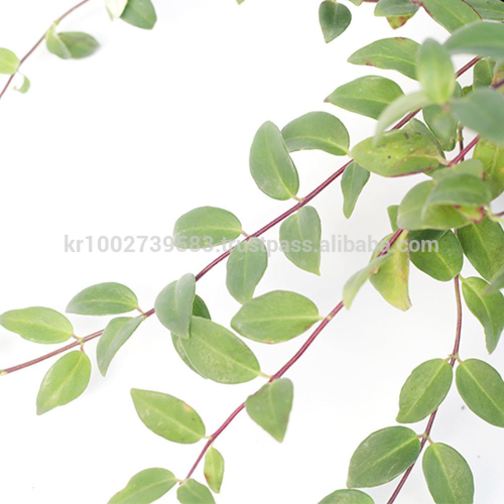 Beautiful flowering indoor plant lipstick " Red " Joinflower Joinfolia