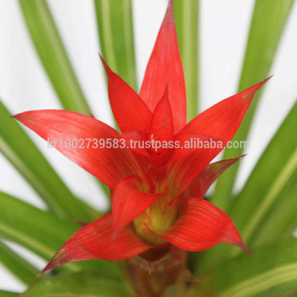 Wonderfully stunning table top plants guzmania " Grand Prix " Joinflower Joinfolia