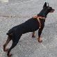 full image Twist leather harness I type(Big dog)