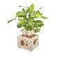 full image Eco Phytoncide Woods Humidification Air Cleaner Purifier Flowerpot Fishbowl