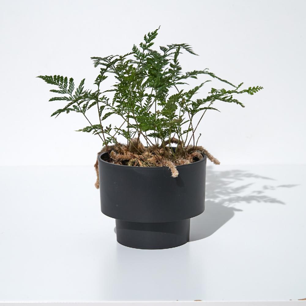 Pot Copenhagen Midnight